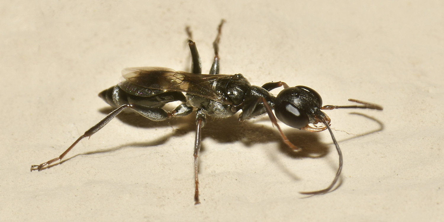 Cacciatore di Blatte. Ampulicidae; Ampulex fasciata